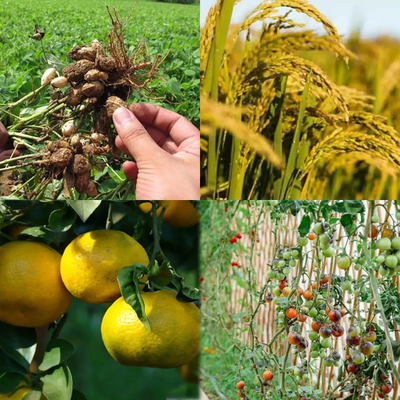 25 kg/zak mono kaliumfosfaat H2KO4P 98% min Voor industrieel en landbouwgebruik